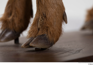 Deer doe foot hoof 0010.jpg